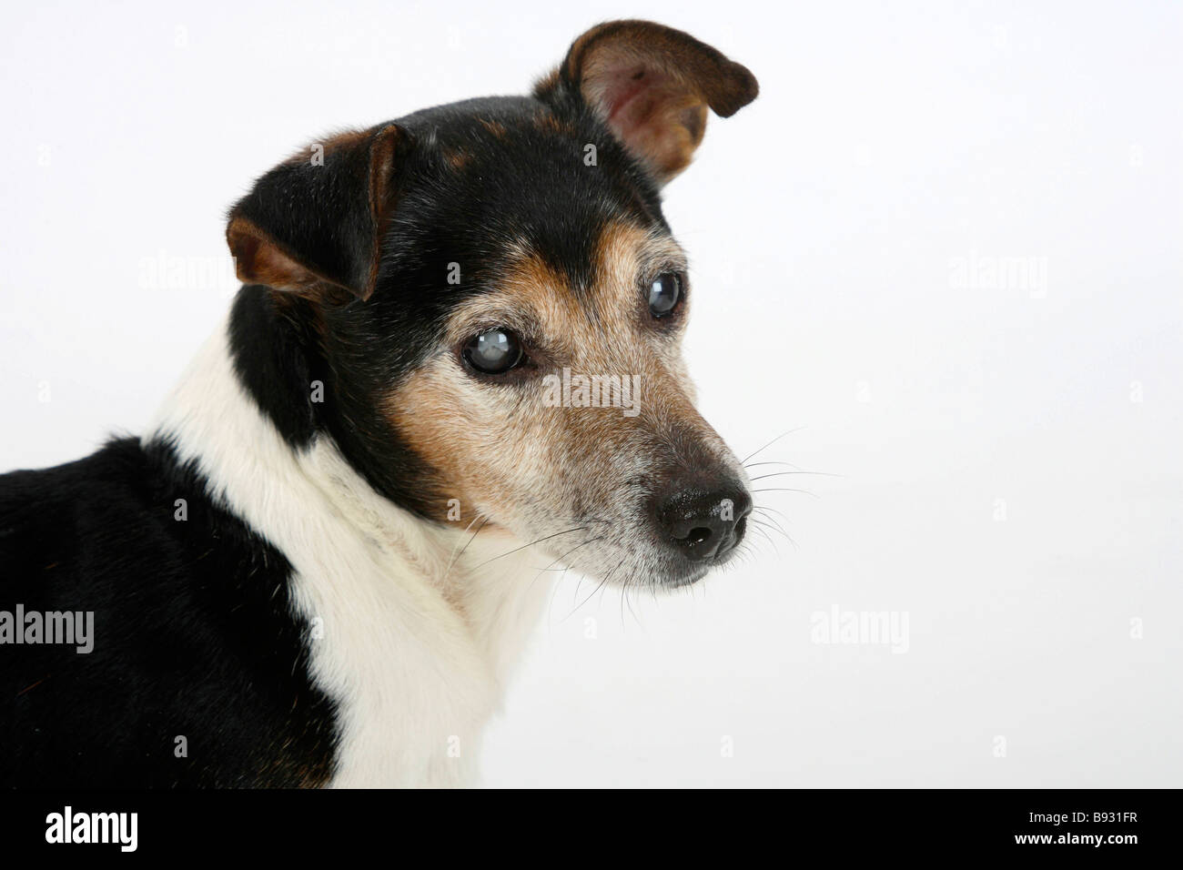 Jack Russell Terrier Tricolor 13 Jahre alten blinden behinderten Stockfoto