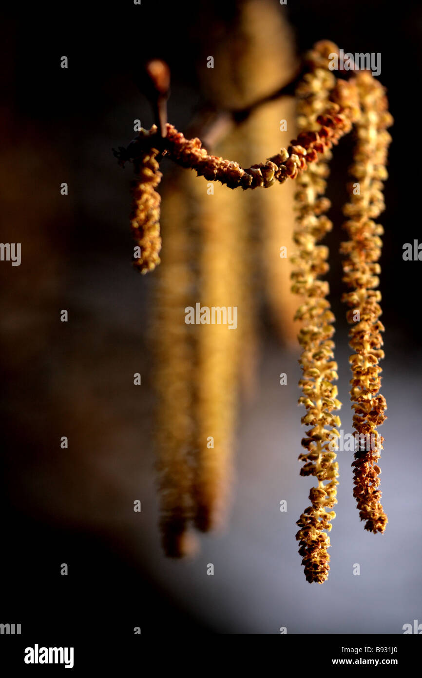 catkin Stockfoto