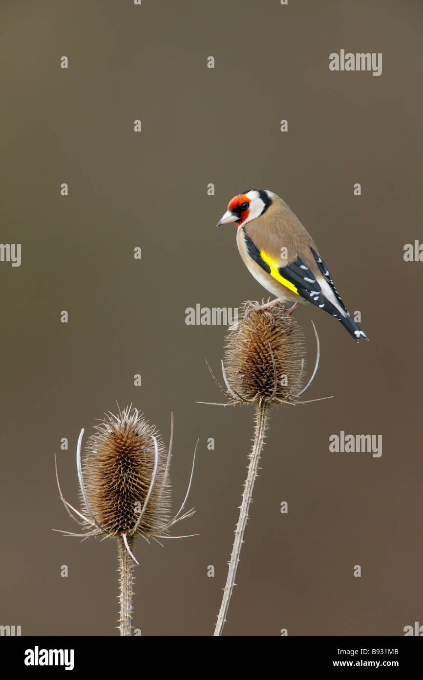 Stieglitz Zuchtjahr Zuchtjahr auf Karde Stockfoto