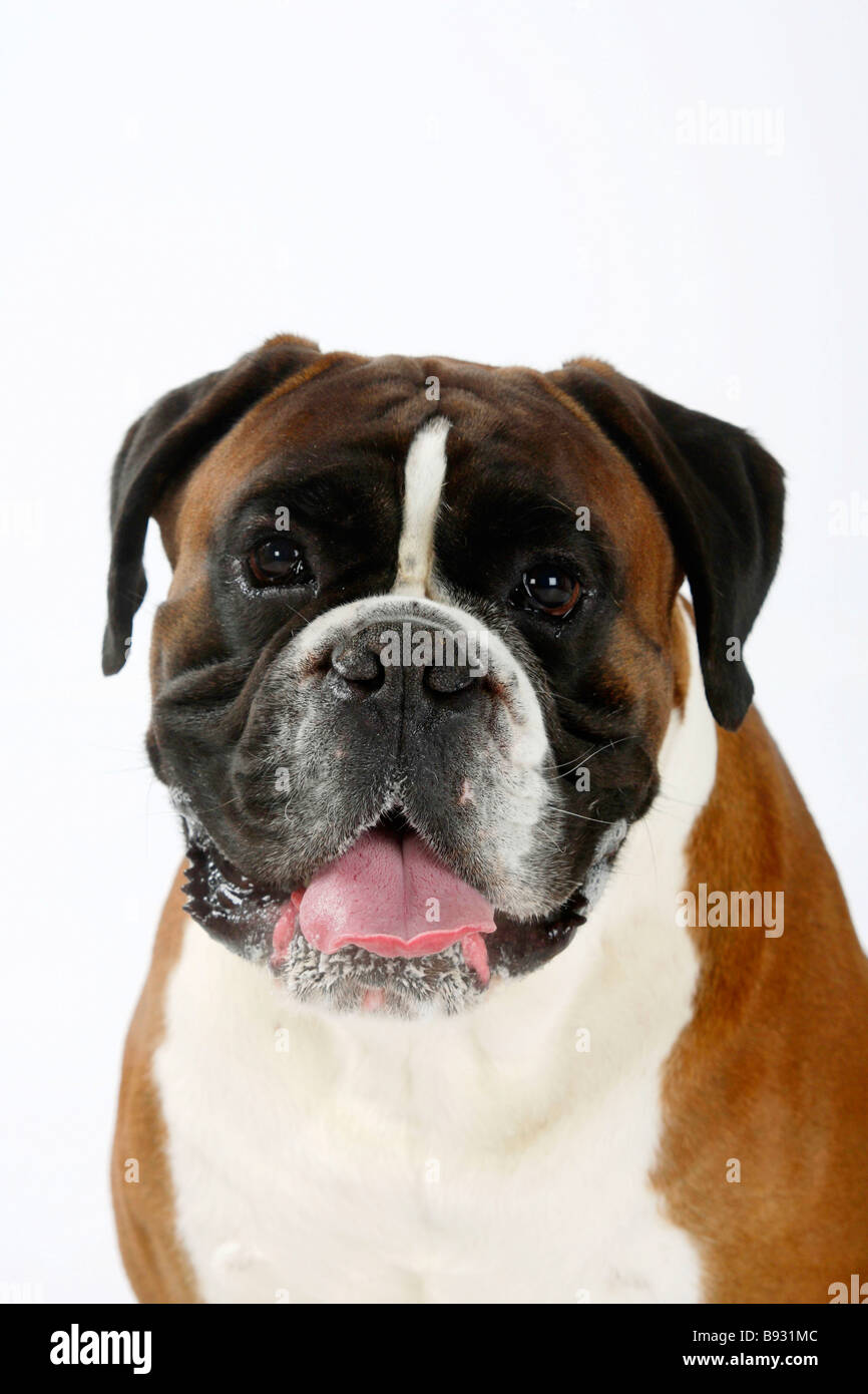 Deutscher Boxer 4 Jahre Stockfoto