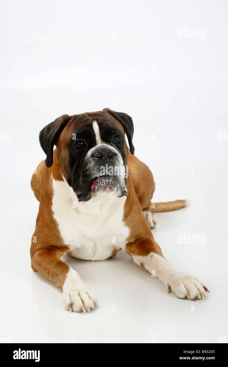 Deutscher Boxer 4 Jahre Stockfoto