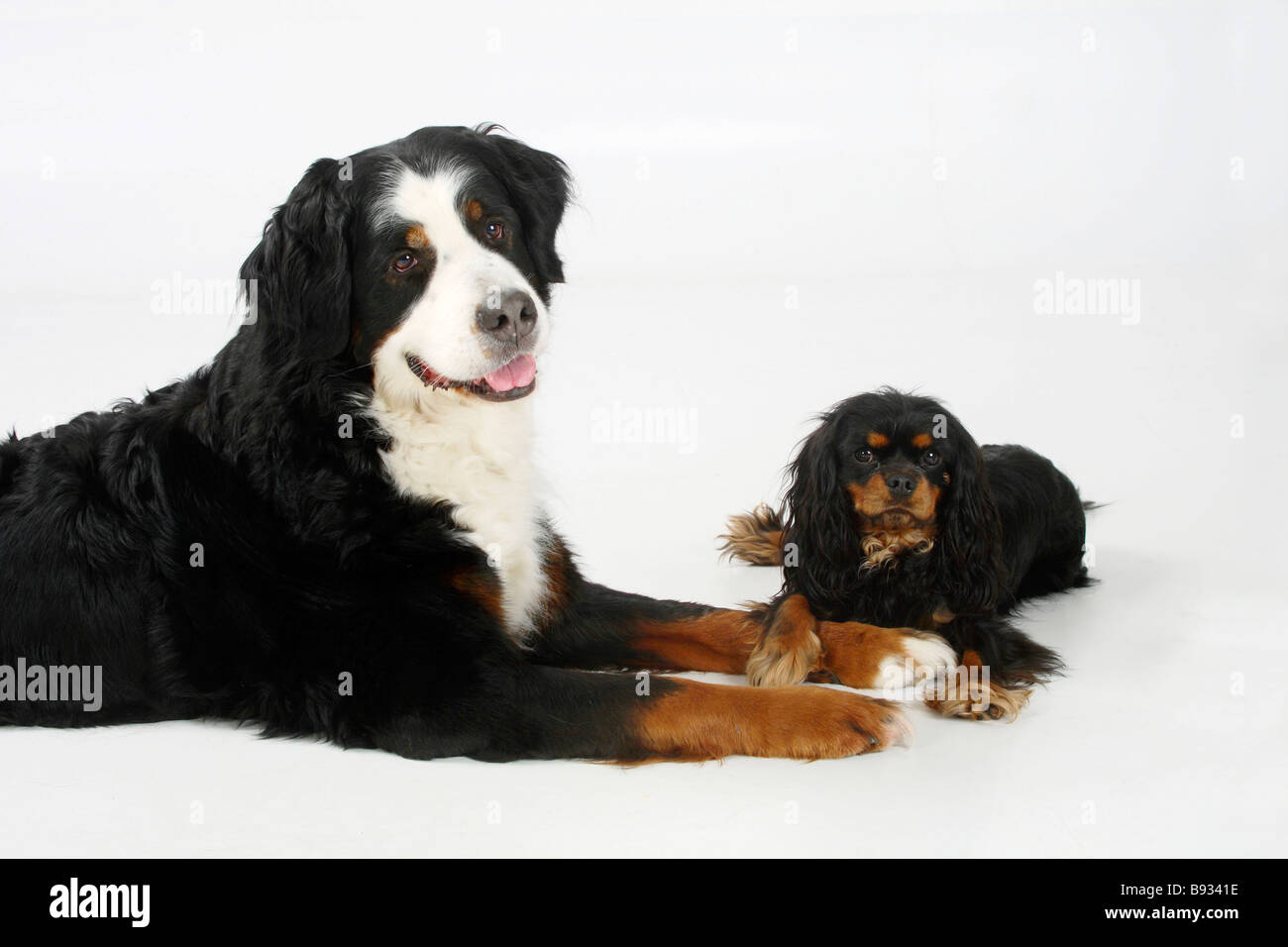 Berner Sennenhund und Cavalier King Charles Spaniel Black And tan Stockfoto