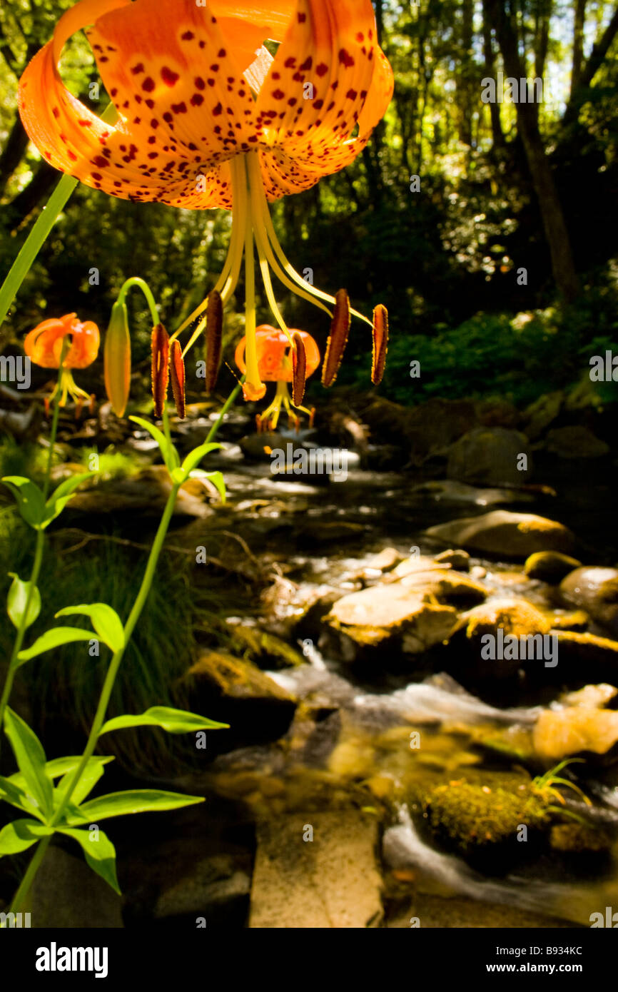 Tiger Lilly auf ältere Creek Stockfoto