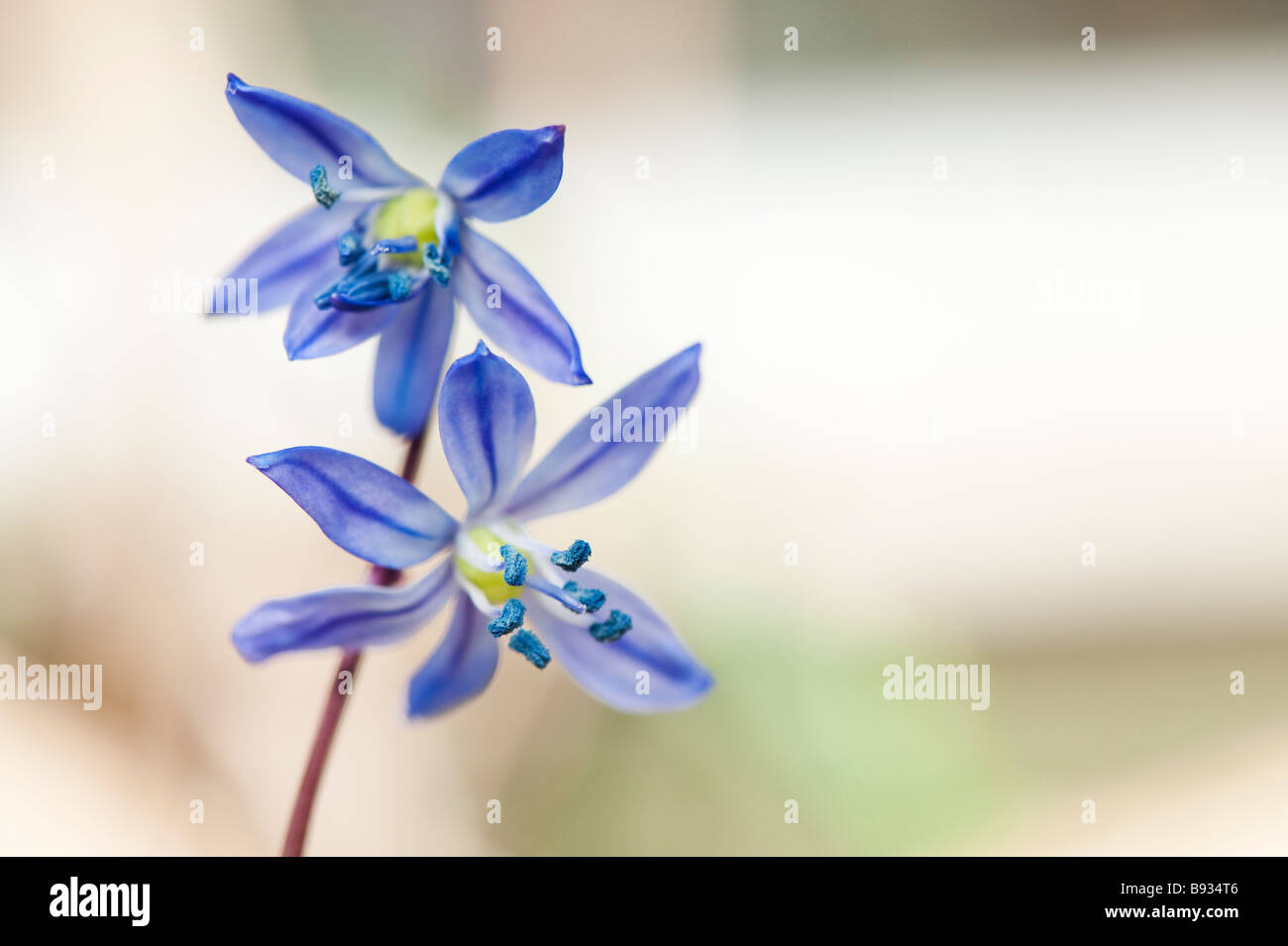 Scilla siberica. Sibirische blausterne Blumen gegen hellen Hintergrund. Großbritannien Stockfoto