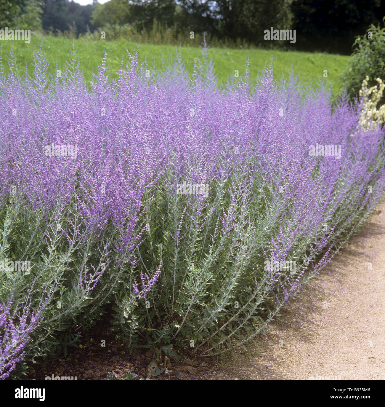 Russian sage perovskia atriplicifolia Fotos und Bildmaterial in hoher