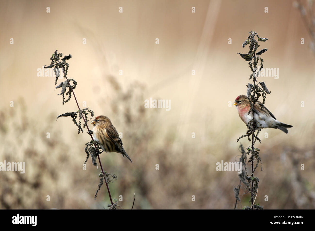 Paar von geringerem Redpoll Zuchtjahr Kabarett Fütterung auf Nessel Stockfoto