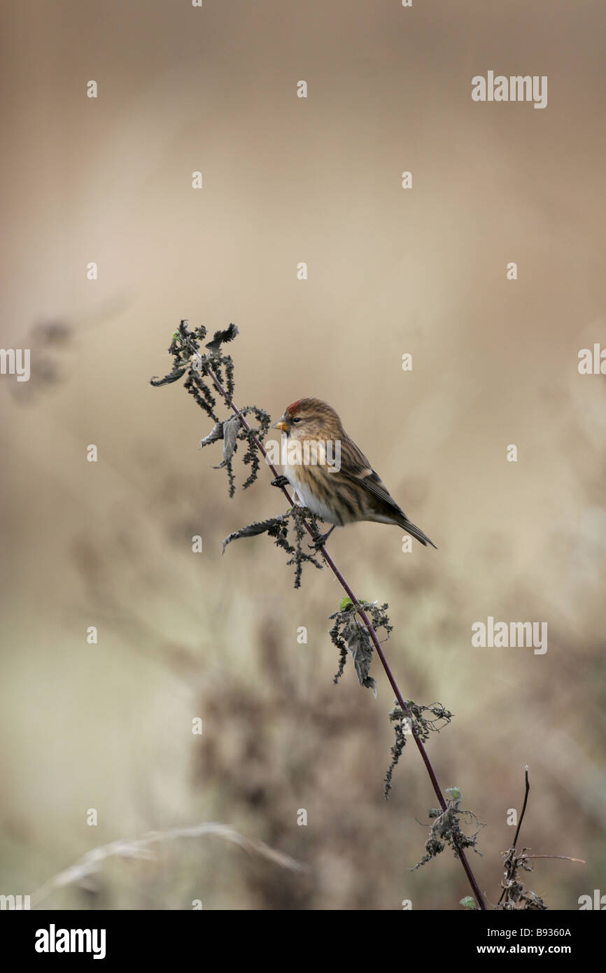 Männliche weniger Redpoll Zuchtjahr Kabarett Fütterung auf Nessel Stockfoto