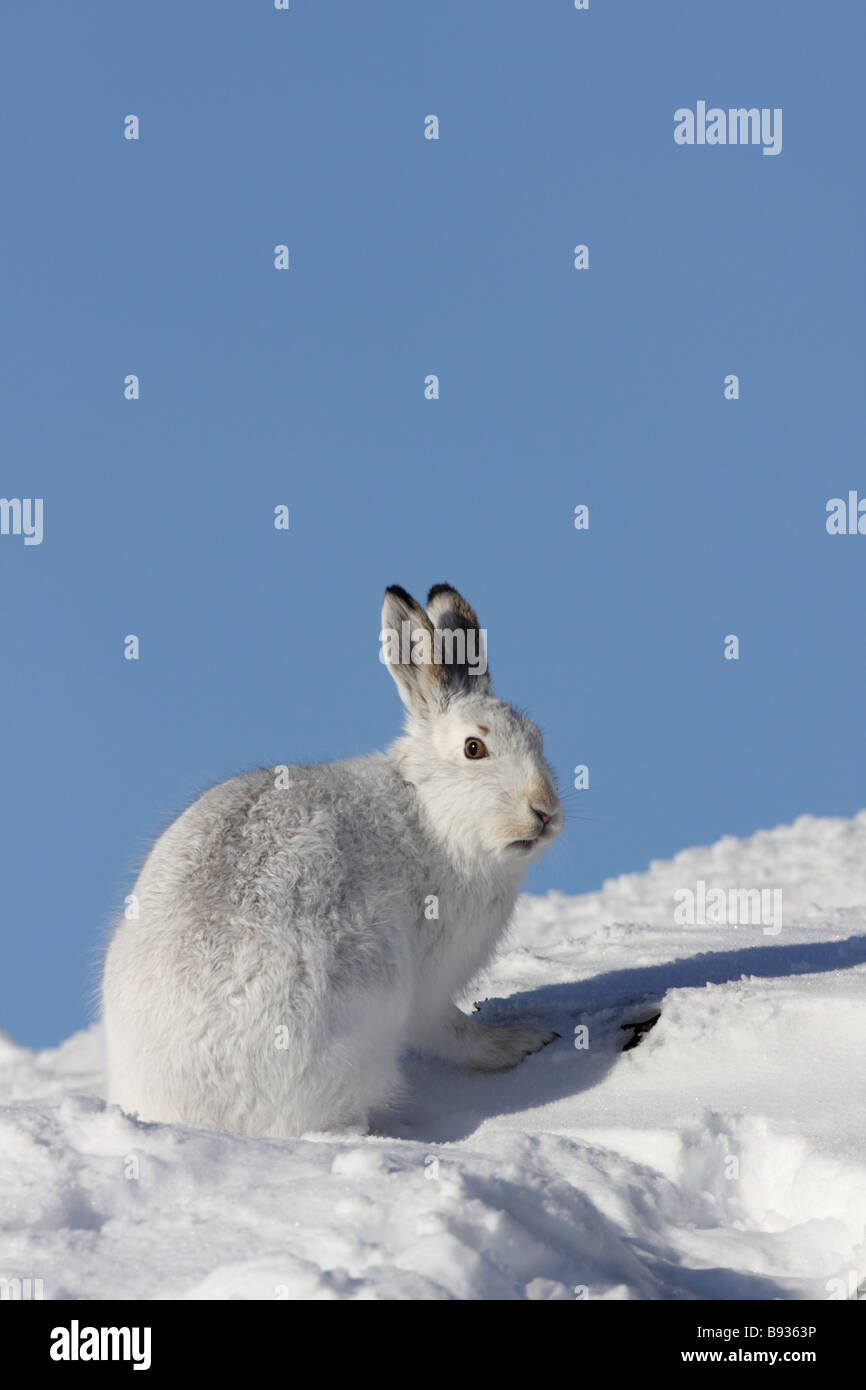 Porträt des Berges Hase Lepus Timidus im winter Stockfoto
