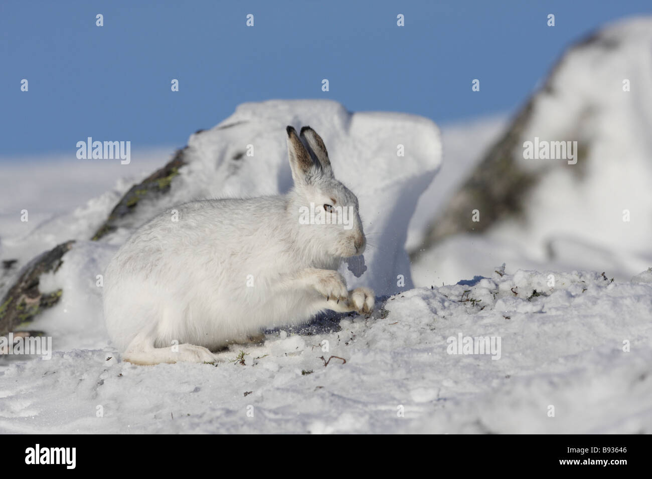 Berg Hase Lepus Timidus im Winter Schnee Weg, um Vegetation unter aussetzen Schaben Stockfoto