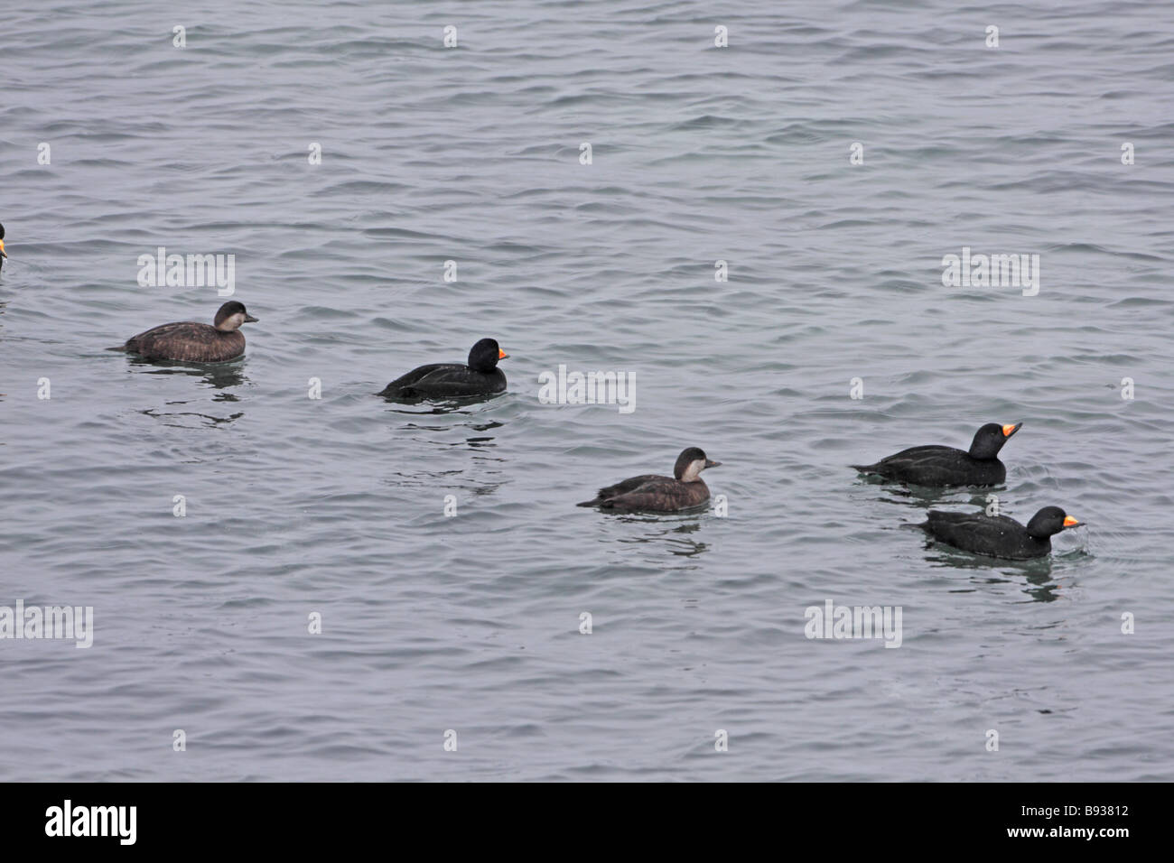 Schwarz über Melanitta Americana am Meer Stockfoto
