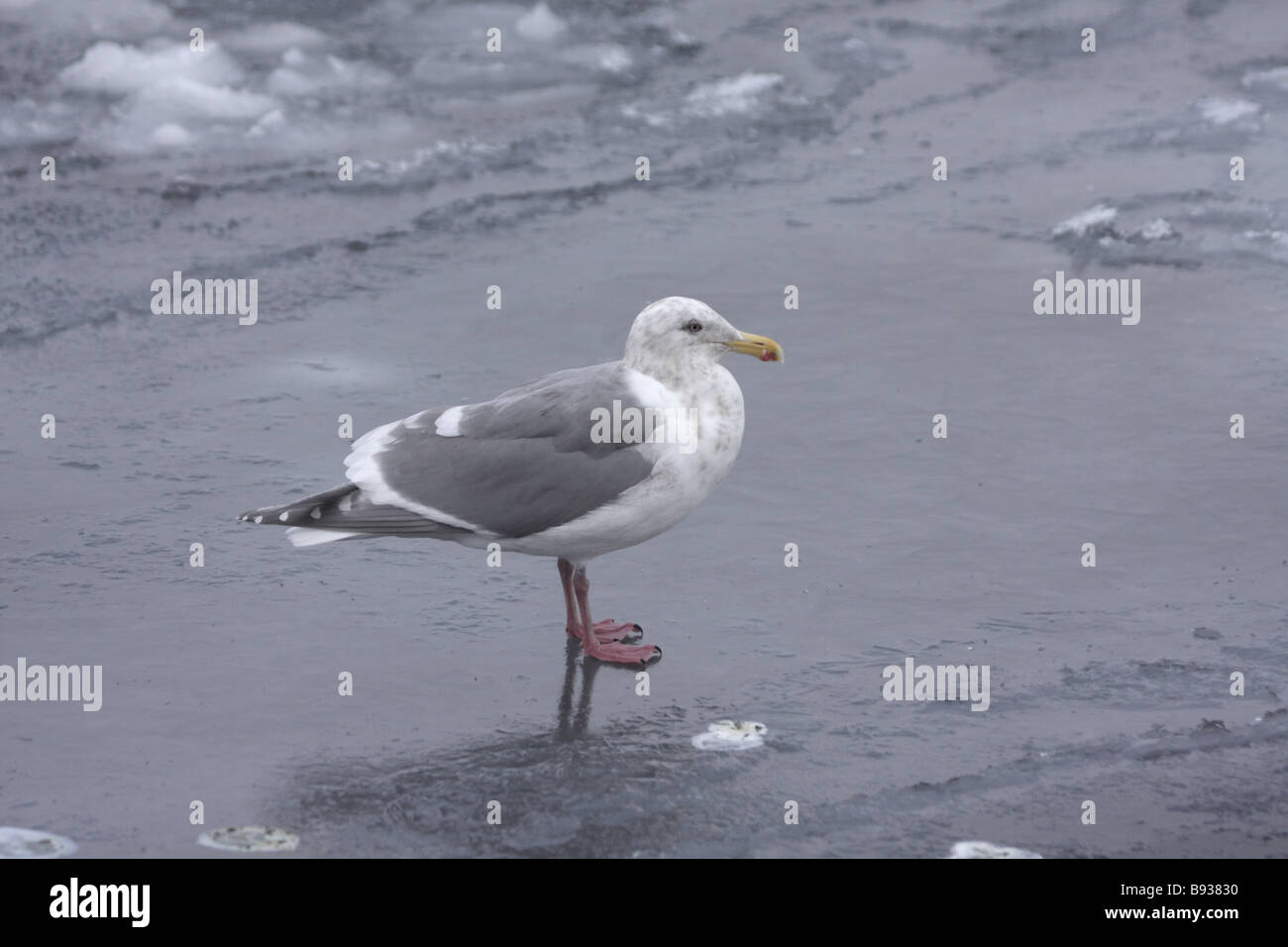 Glaucous geflügelte Gull Larus Glaucescens auf Meereis Stockfoto