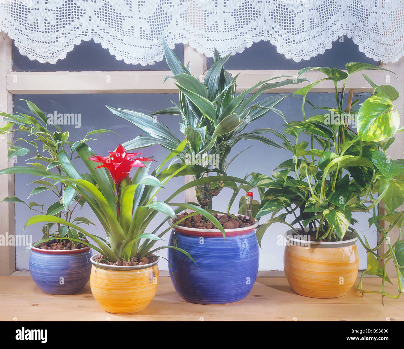 verschiedene Zimmerpflanzen auf der Fensterbank Stockfotografie - Alamy