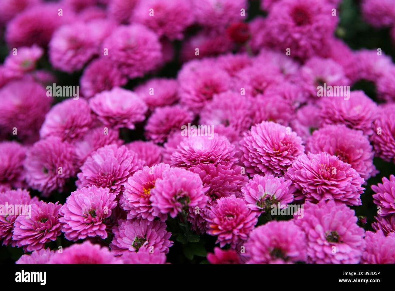 Rosa Blumen Hintergrund Stockfoto