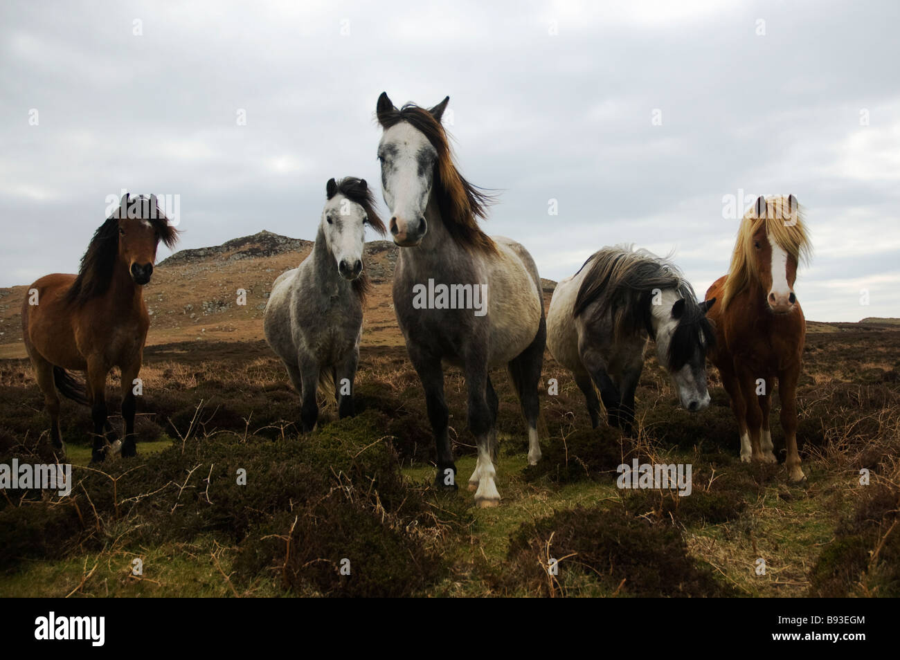 Fünf Welsh Cobs auf Hügel in Pembrokeshire, Wales, UK Stockfoto