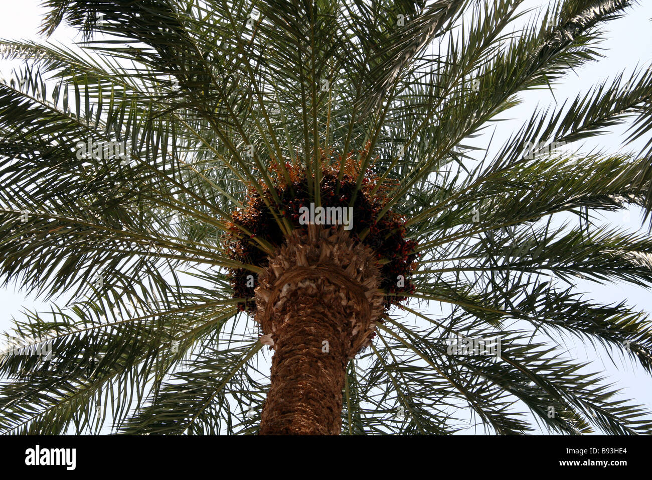 Termine wächst auf einem Baum in Ägypten Stockfoto