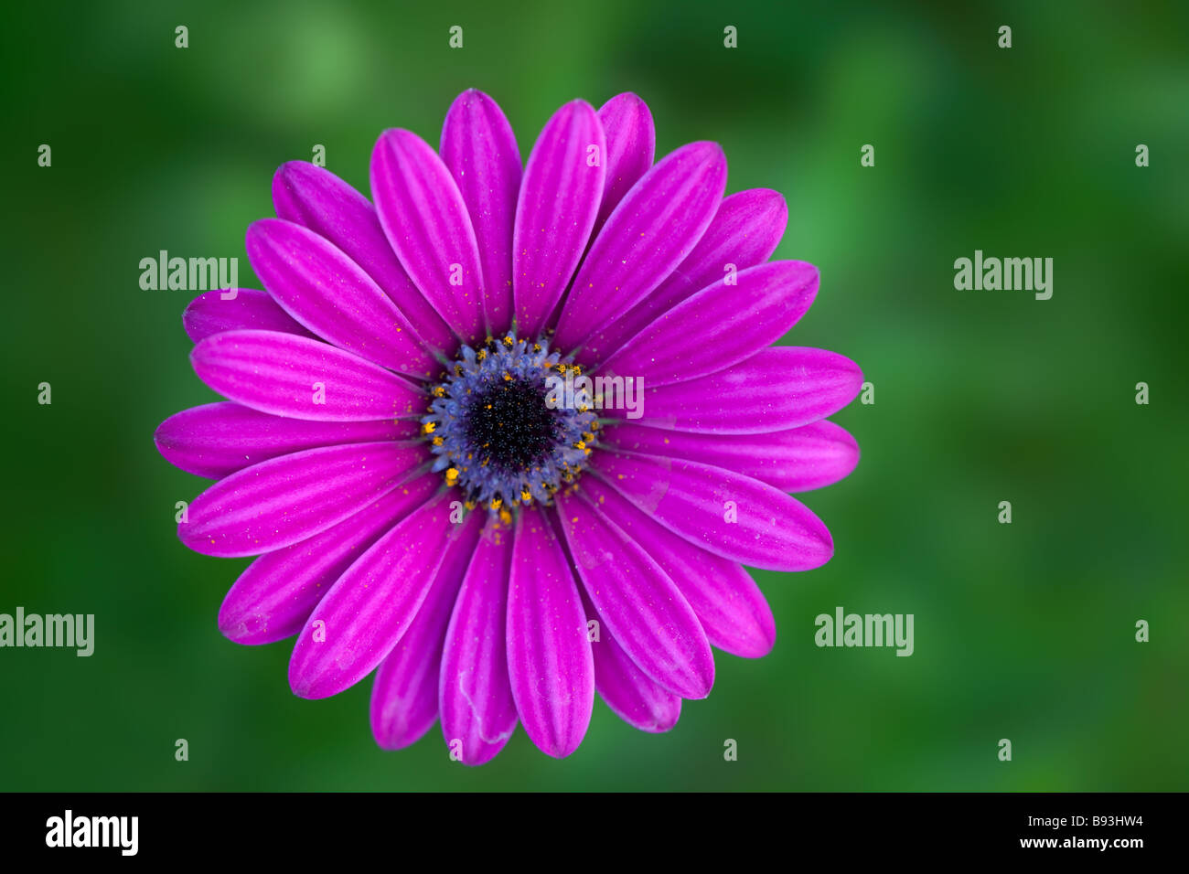 Lila Blume vor einem grünen Hintergrund Stockfoto