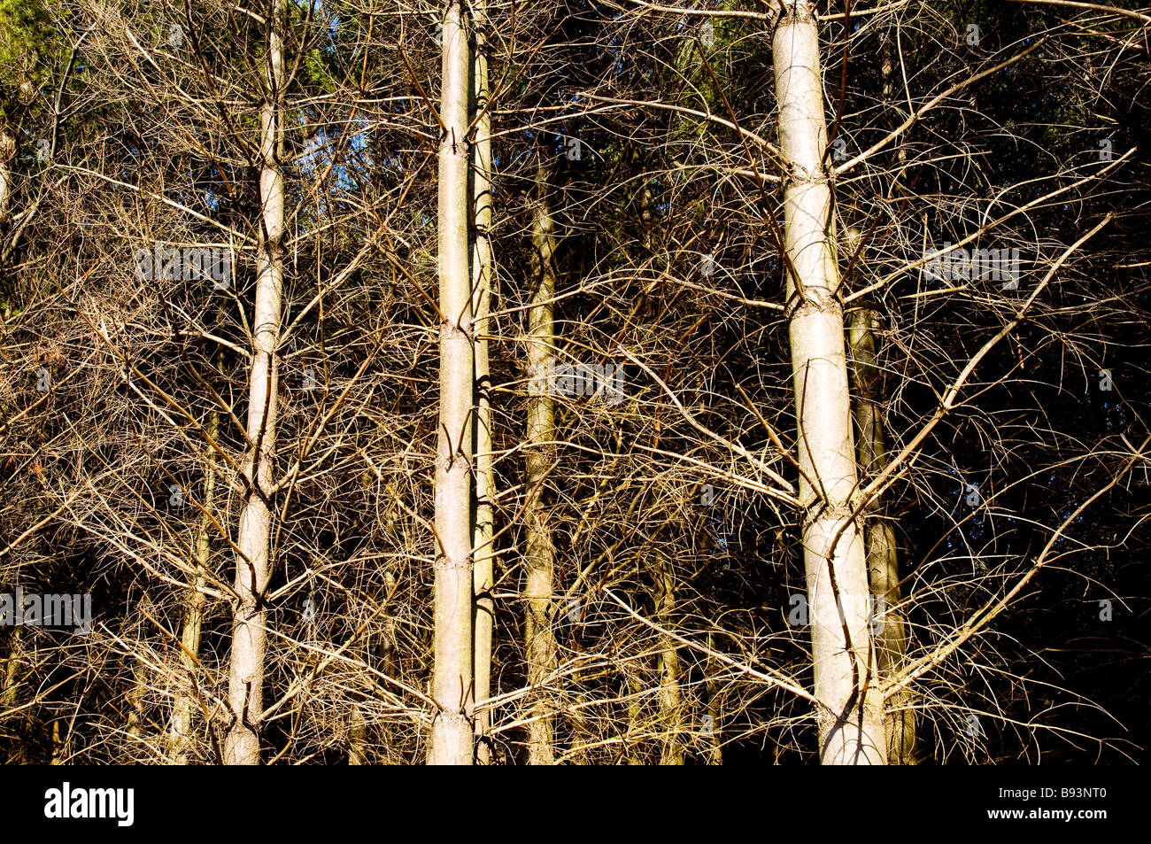 Kiefer-Baum-Stämme Stockfoto