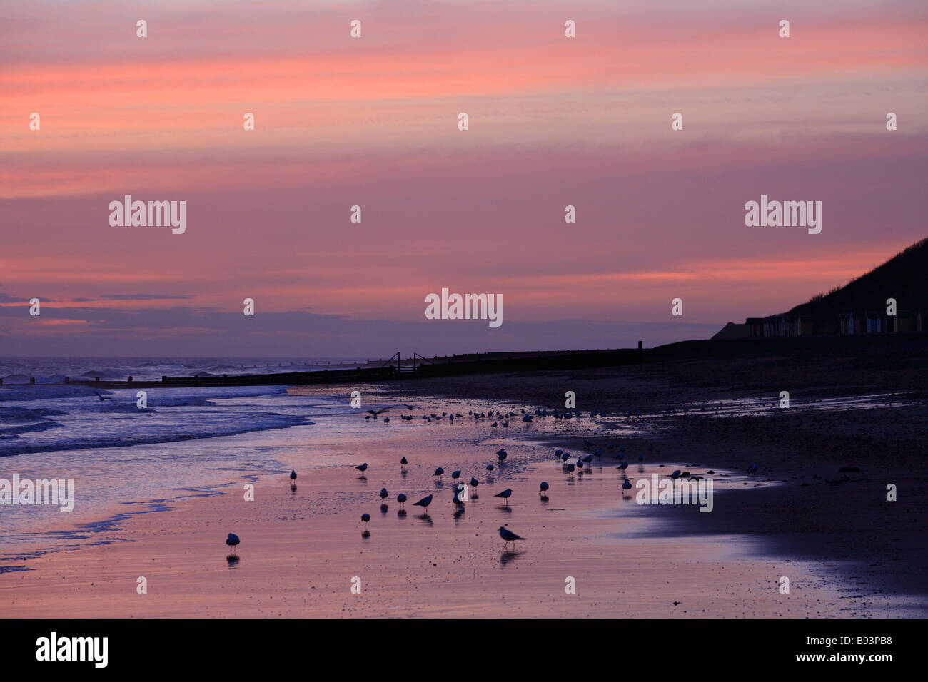 "Cromer Sunrise" Möwen am Strand in der Morgendämmerung als hellen Reflexen die Wolken in einem rosa Display vor der Morgendämmerung. North Norfolk, England. Stockfoto