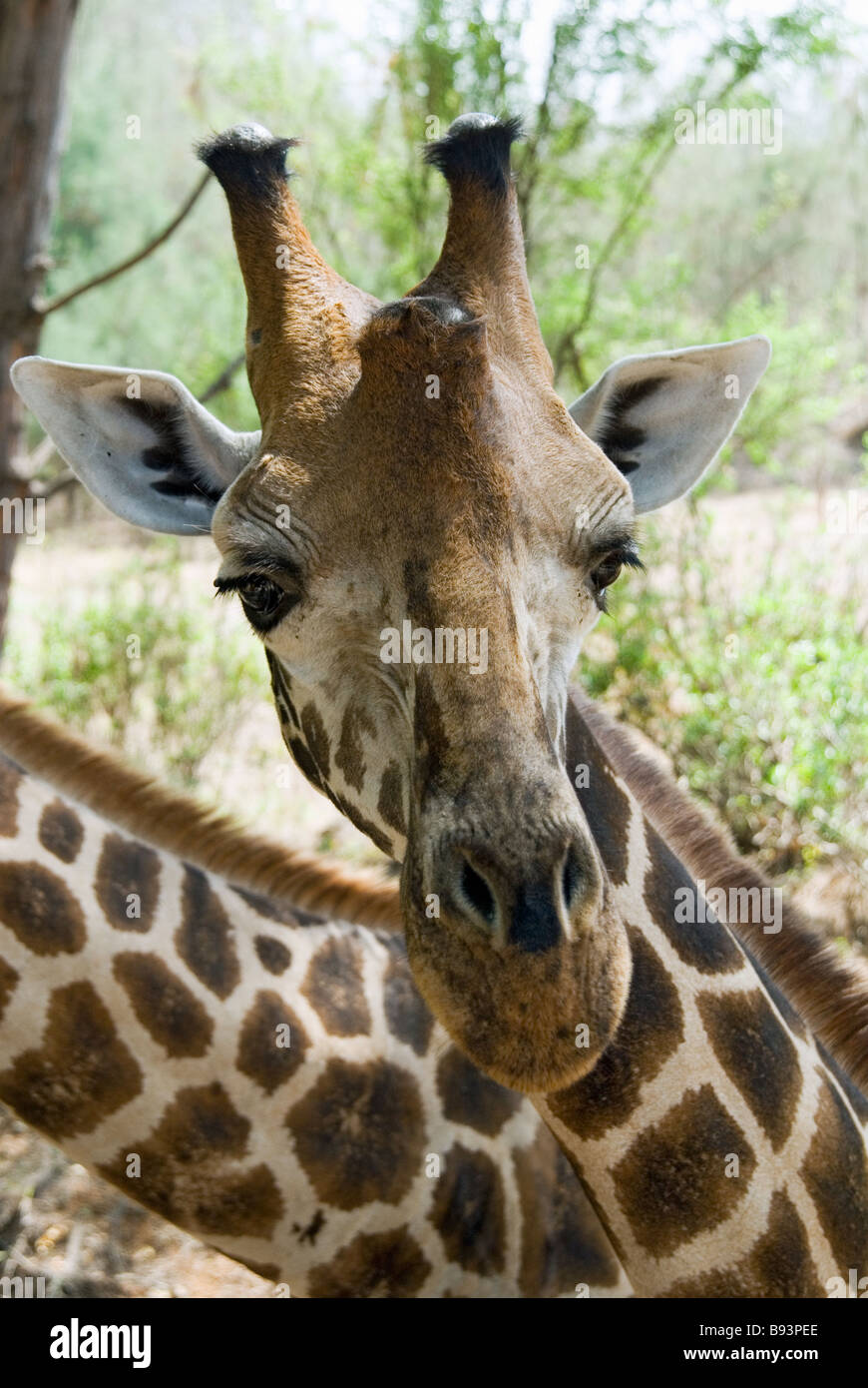 Giraffe im Haller-Park in Mombasa Kenia Stockfoto