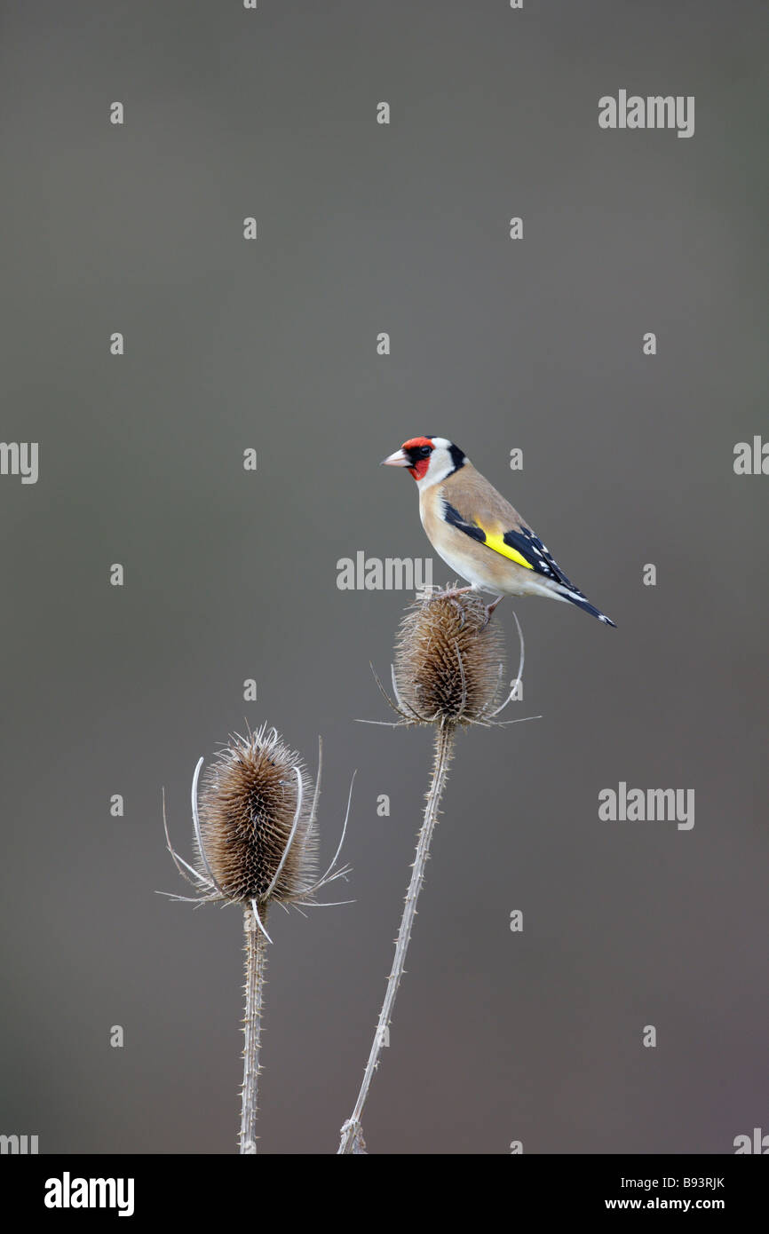 Stieglitz Zuchtjahr Zuchtjahr auf Karde Stockfoto