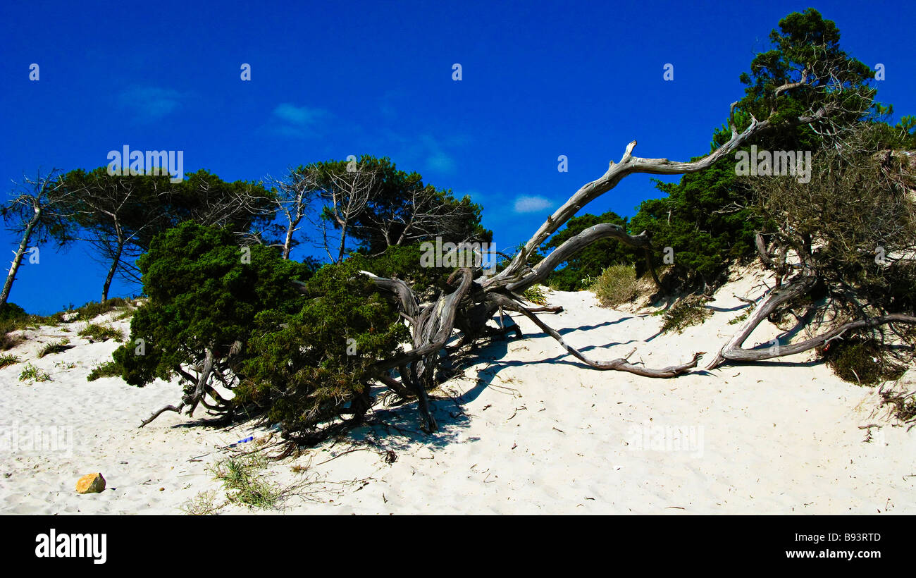 Stämme in einem weißen Sandstrand. Provinz Sassari. Sardegna. Italia Stockfoto