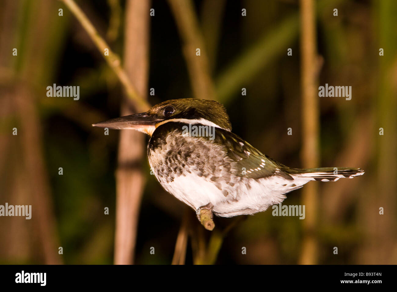 Weibliche grün Eisvogel (Chloroceryle Americana) in der Nacht in der Osa Halbinsel in Costa Rica. Stockfoto