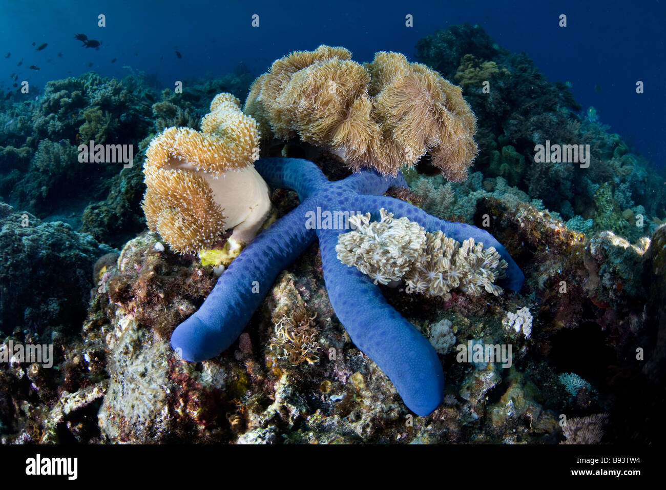 Blaue Seastar und weiche Leder Korallen Linkia Laevigata Sarcophyton sp Komodo Indonesien Stockfoto