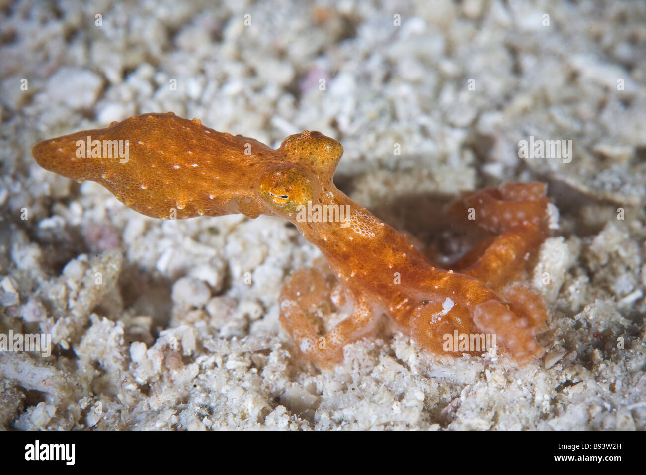 Lange bewaffneten Octopus Octopus sp 19 Komodo Indonesien Stockfoto