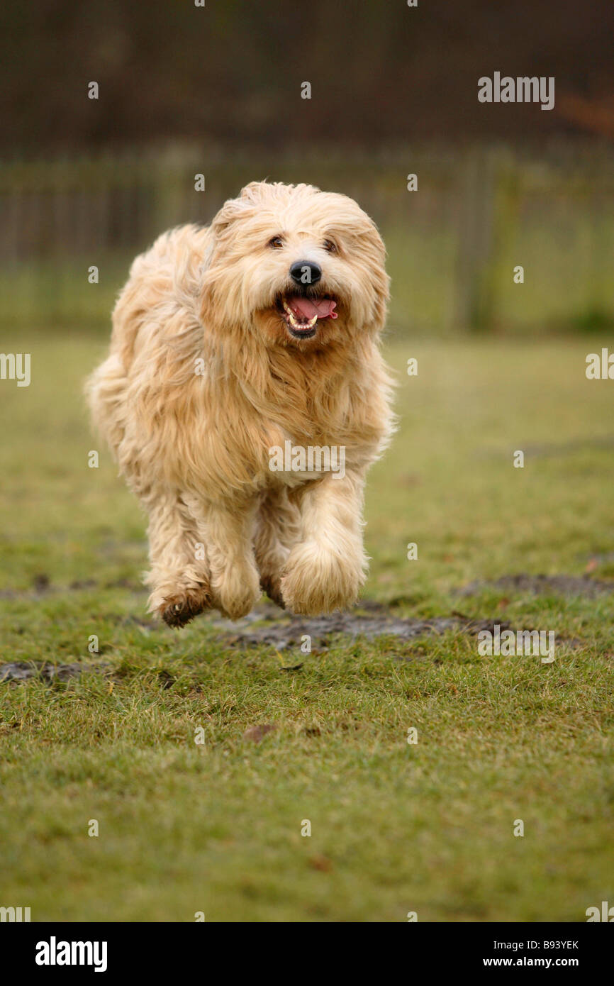Mischling Hund Stockfoto