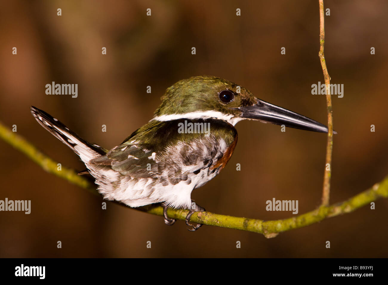 Weibliche grün Eisvogel (Chloroceryle Americana) in der Nacht in der Osa Halbinsel in Costa Rica. Stockfoto