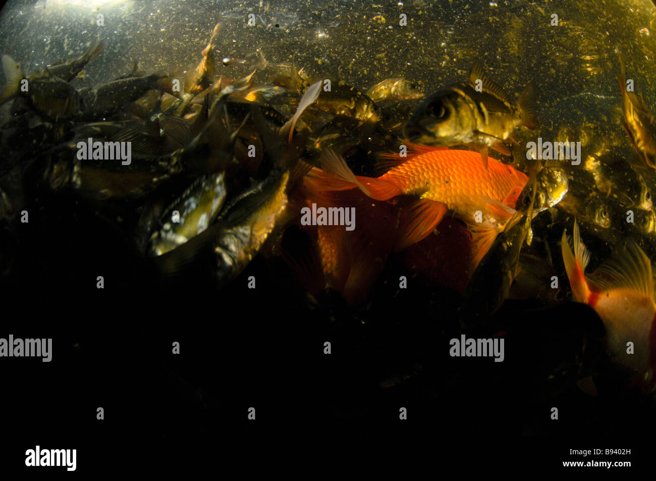 Israel Küsten Prärie Kibbuz Maagan Michael Ernte Karpfen Karpfenfische die Fische im Netz gefangen, vom Wasser aus gesehen Stockfoto