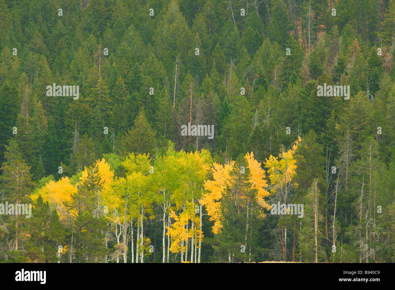 Blick auf Herbst Farben zuerst erschienen im Yellowstone National Park in Wyoming USA Stockfoto