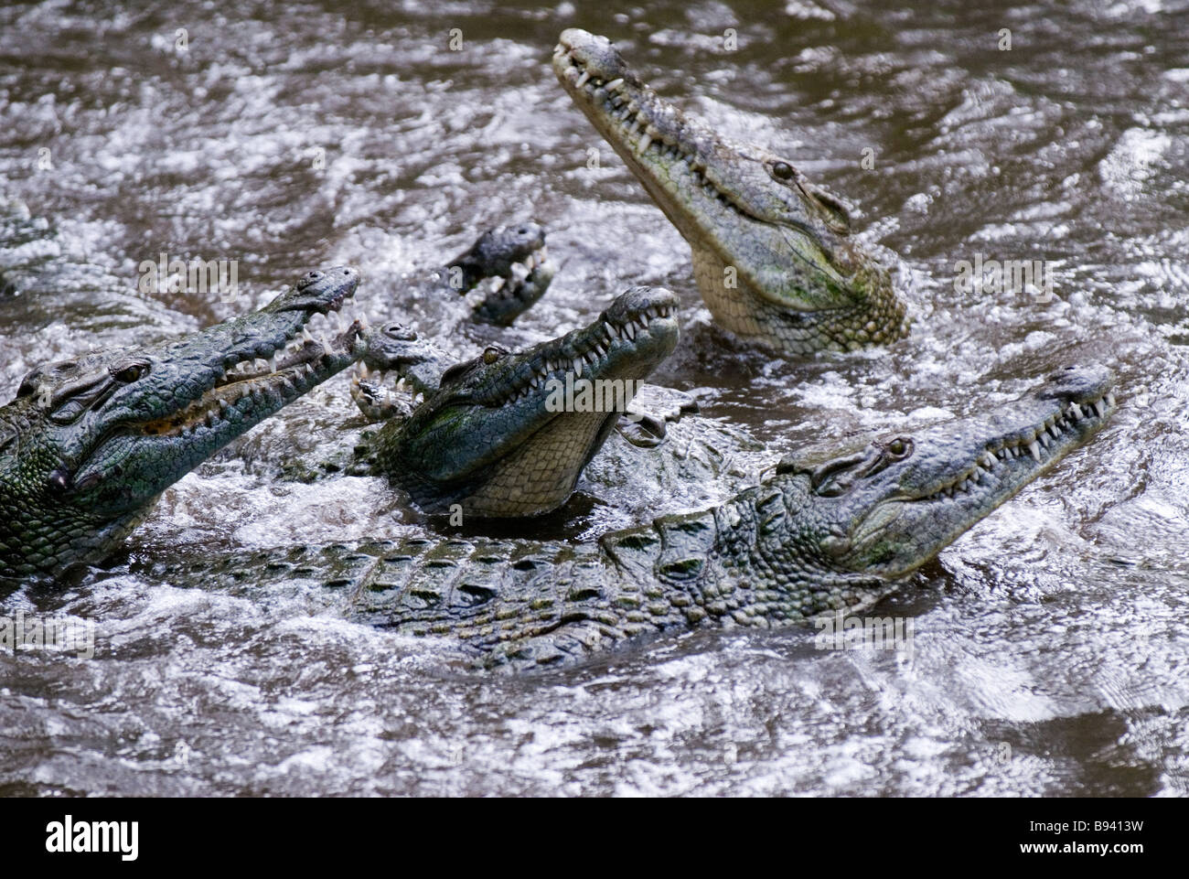 Fütterung der Krokodile im Haller-Park in Mombasa Kenia Stockfoto