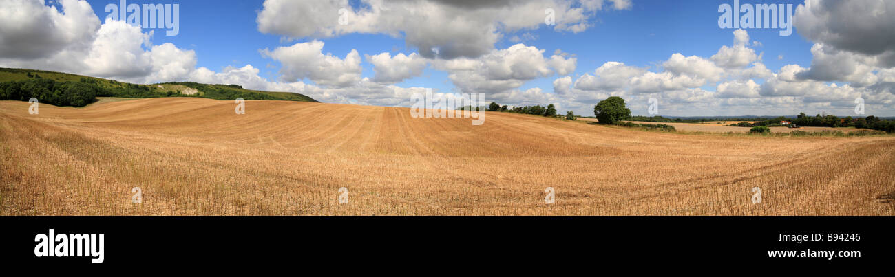 Weizen Stoppeln, kürzlich geernteten Feld in East Sussex, mit Blick auf den South Downs. Stockfoto