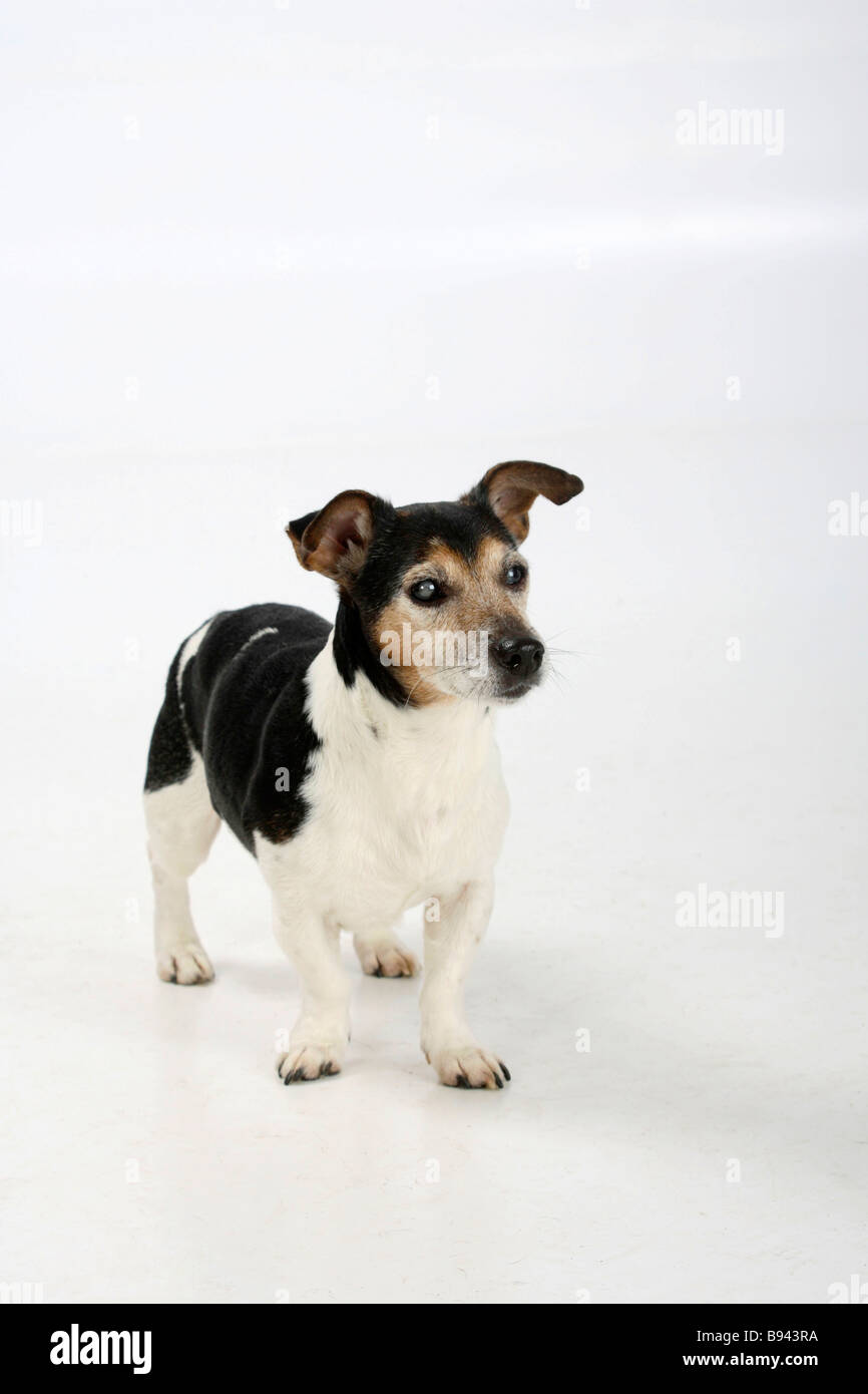 Jack Russell Terrier Tricolor 13 Jahre alten blinden behinderten Stockfoto