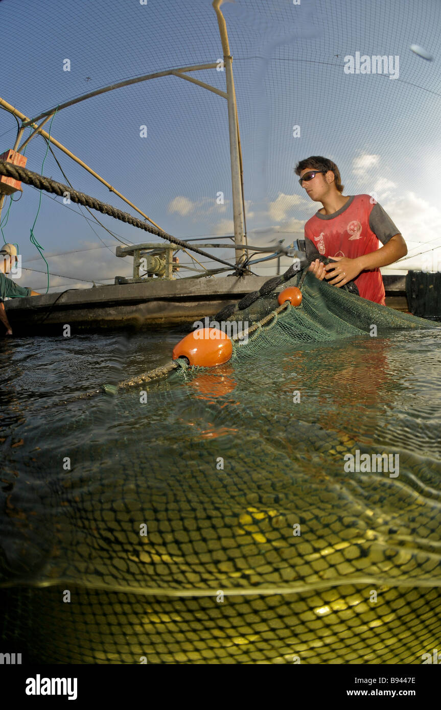 Israel Küsten Prärie Kibbuz Maagan Michael Ernte Karpfenfische Karpfen gefangen im Netz vor dem Sortieren Stockfoto