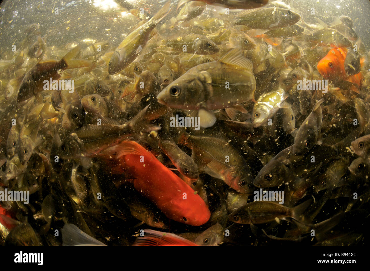 Israel Küsten Prärie Kibbuz Maagan Michael Ernte Karpfen Karpfenfische die Fische im Netz gefangen, vom Wasser aus gesehen Stockfoto