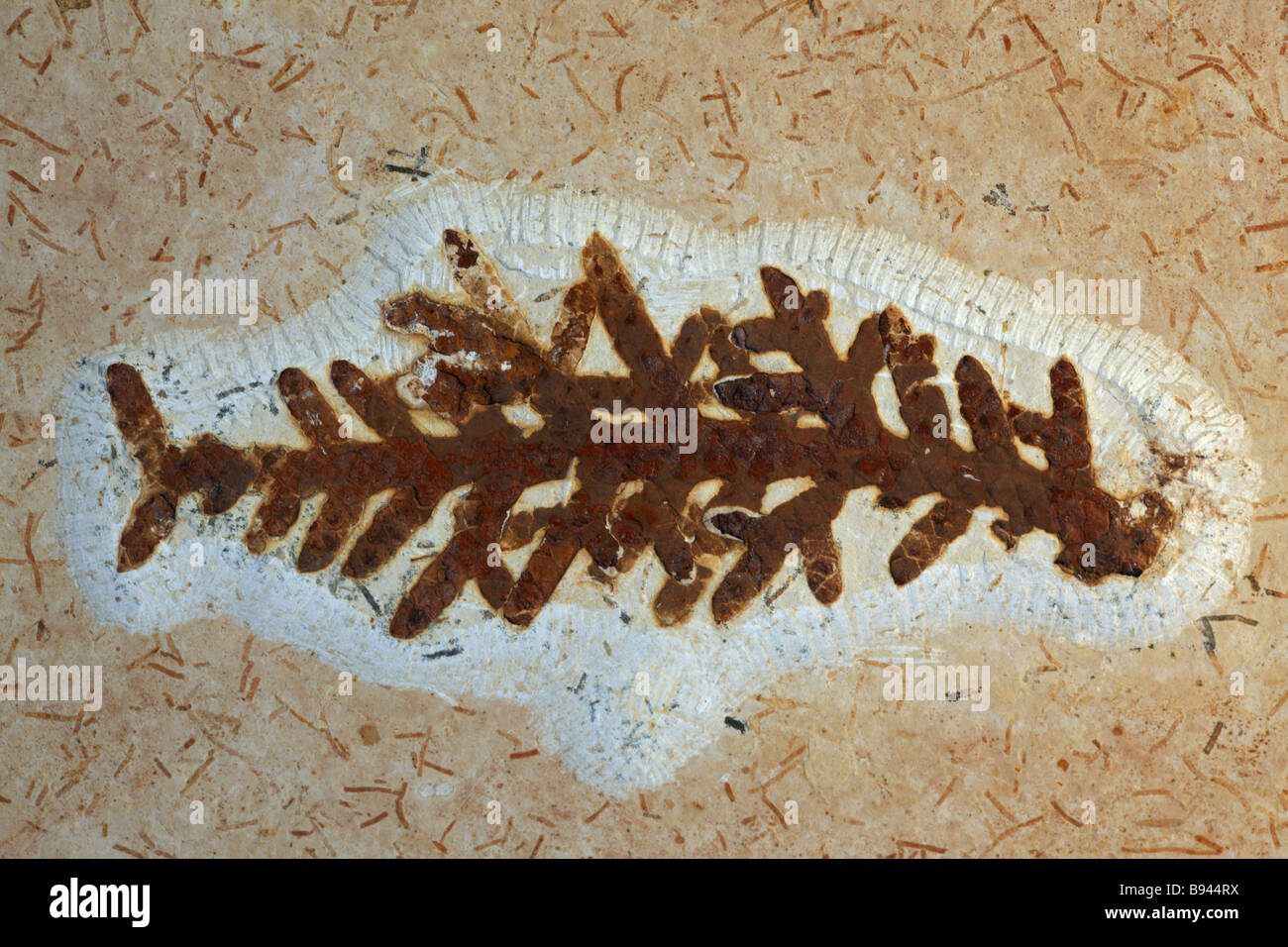 Fossile Pflanzen (nicht identifiziert) - Santana-Formation - Brasilien - Kreidezeit Stockfoto