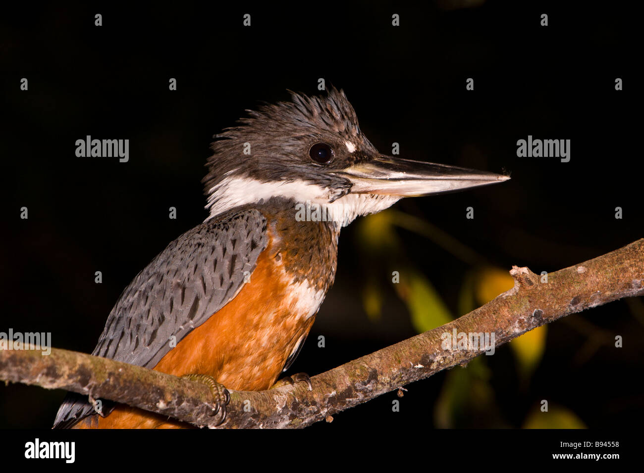 Kingfisher (Ceryle Torquata) sitzt auf einem Ast in der Nacht vom Fluss Sierpe in Costa Rica beringt. Stockfoto