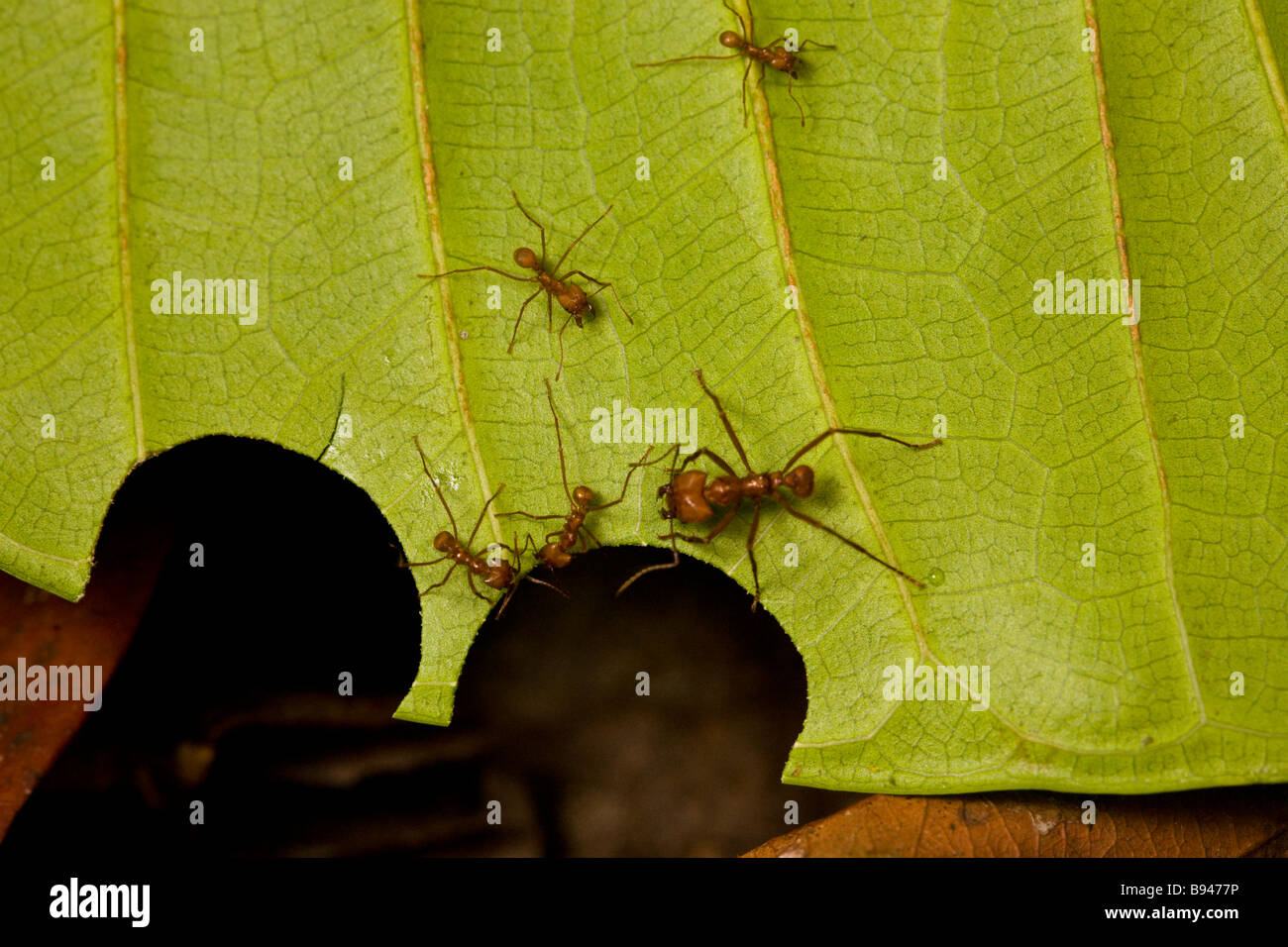 Blattschneiderameisen (Atta Cephalotes) schneiden Blatt Fragmente auf der Halbinsel Osa, Süden Costa Ricas. Stockfoto