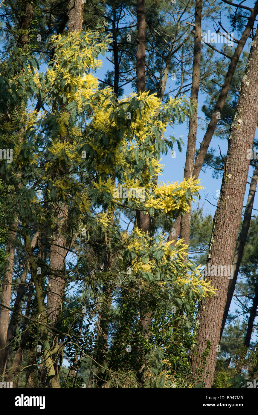 Februar 2009 den Beginn des Frühlings in Südfrankreich: Mimosa in voller Blüte Stockfoto