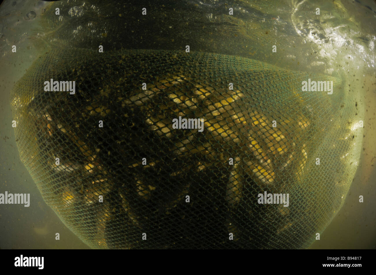 Israel Küsten Prärie Kibbuz Maagan Michael Ernte Karpfen Karpfenfische die Fische im Netz gefangen, vom Wasser aus gesehen Stockfoto