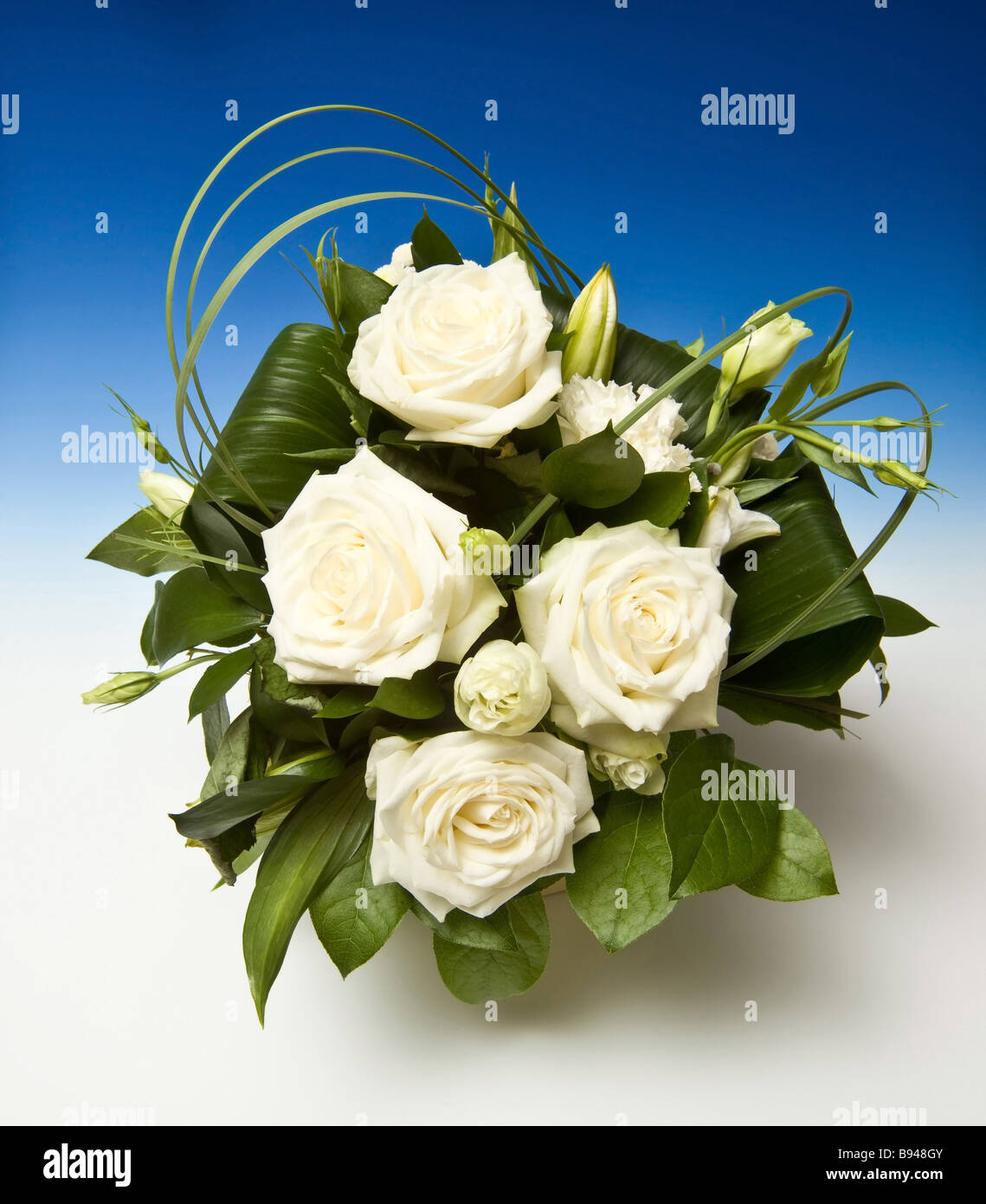 Bouquet von weißen Rosen auf einer blauen abgestufte Studio-Hintergrund Stockfoto
