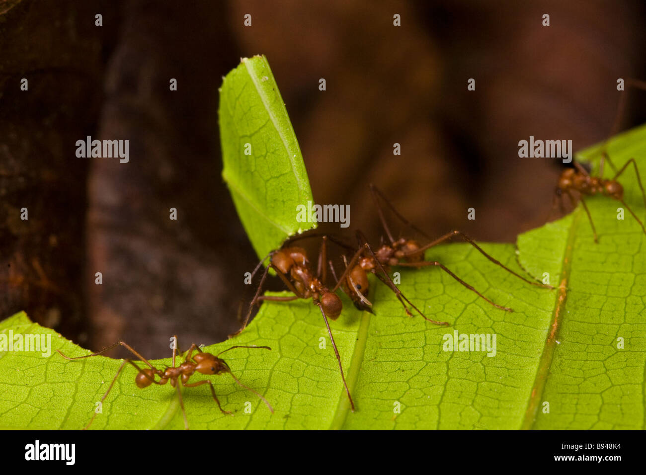 Blattschneiderameisen (Atta Cephalotes) schneiden Blatt Fragmente auf der Halbinsel Osa, Süden Costa Ricas. Stockfoto