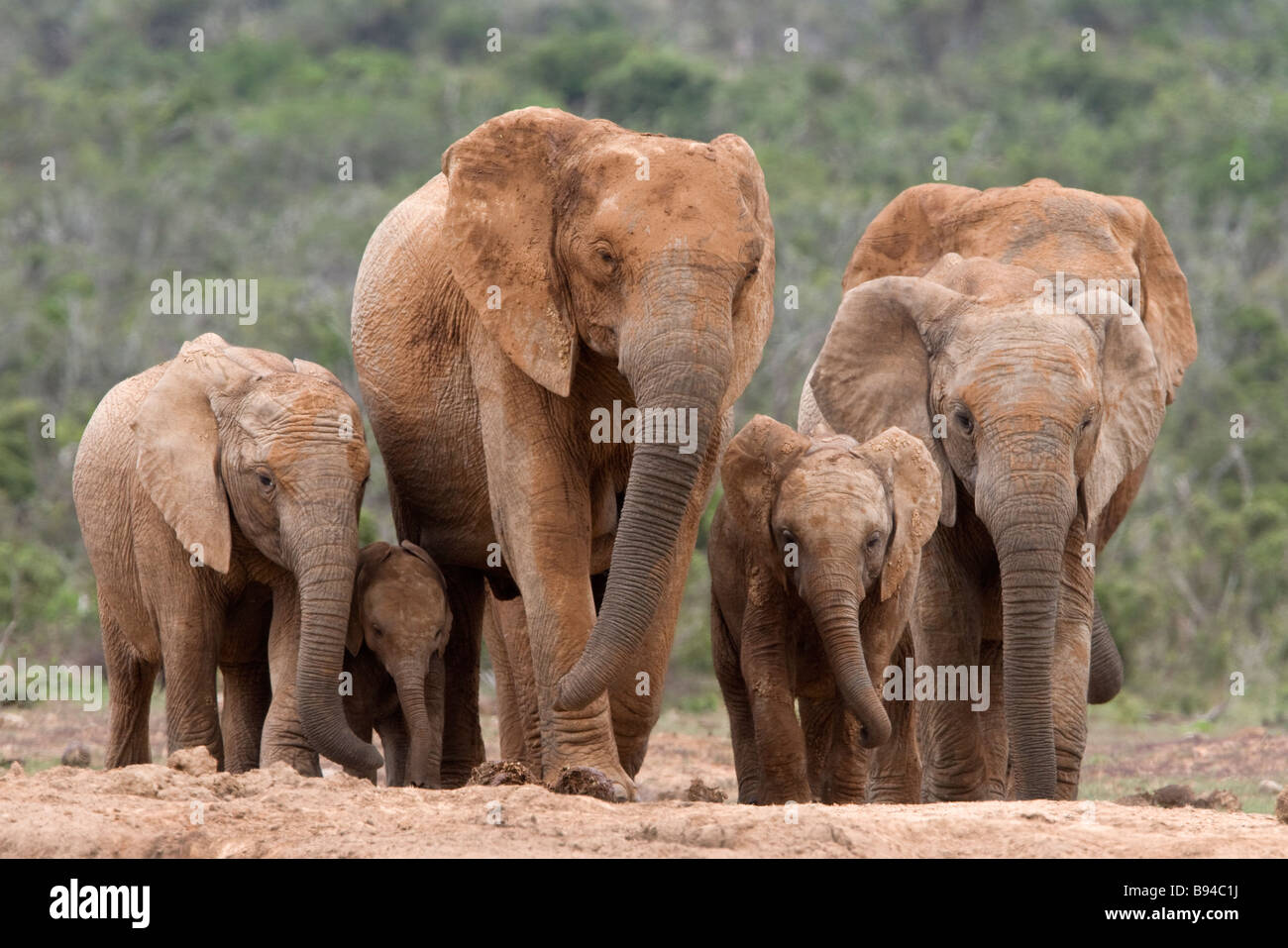 Elefanten Loxodonta Africana Addo Nationalpark in Südafrika Stockfoto