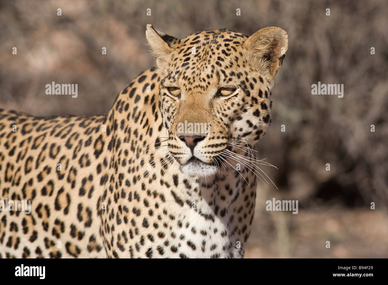 Männliche Leoparden Pathera Pardus Kgalagadi Transfrontier Park Northern Cape in Südafrika Stockfoto