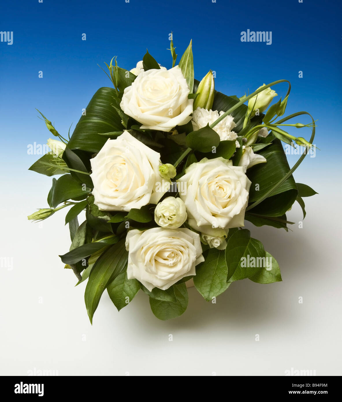 Bouquet von weißen Rosen auf einer blauen abgestufte Studio-Hintergrund Stockfoto