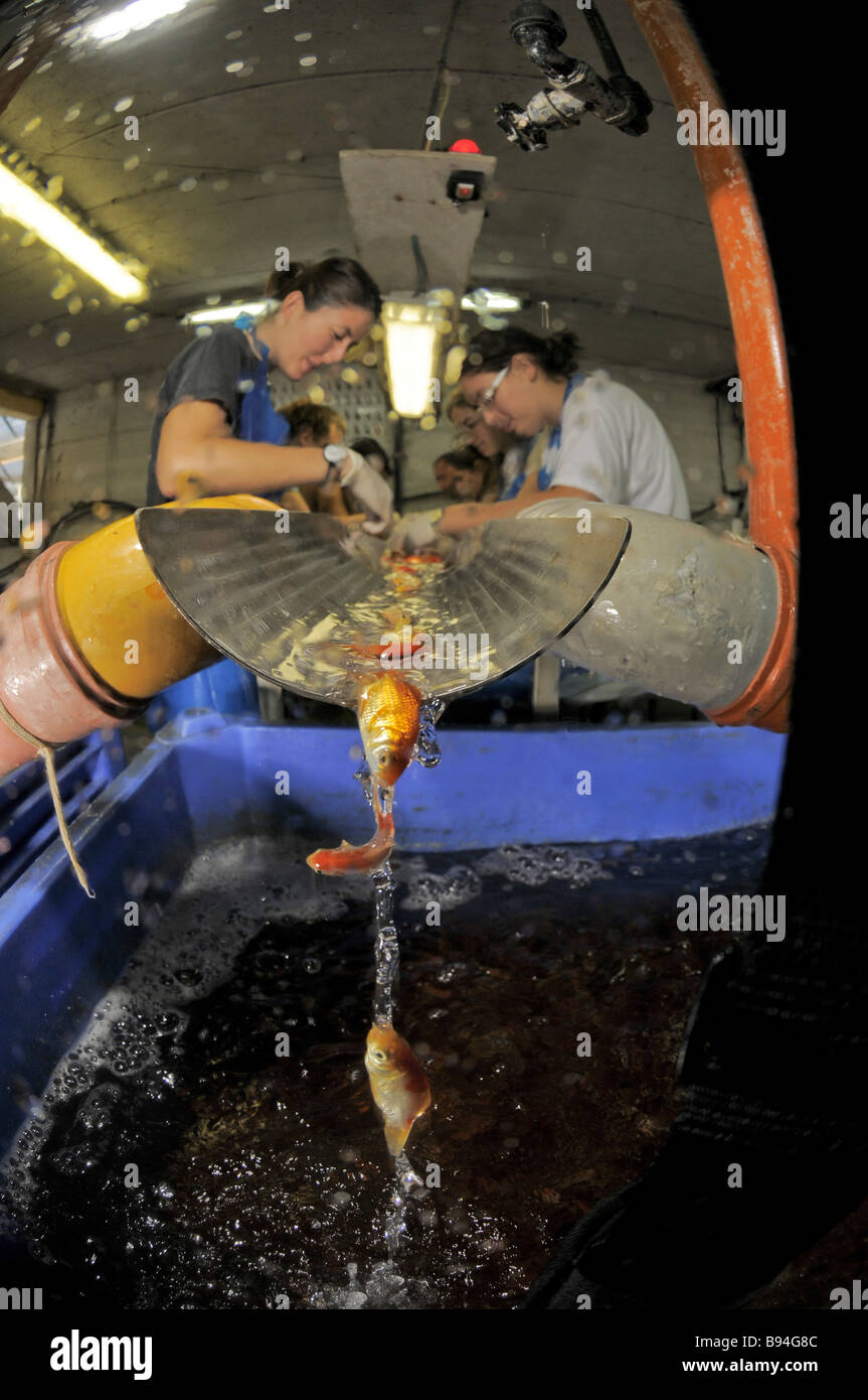 Israel Küsten Prärie Kibbuz Maagan Michael Vaccinating Komet Goldfisch in der Fischerei Stockfoto