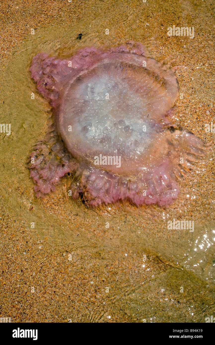 Ao Nang Strand: Quallen Stockfoto