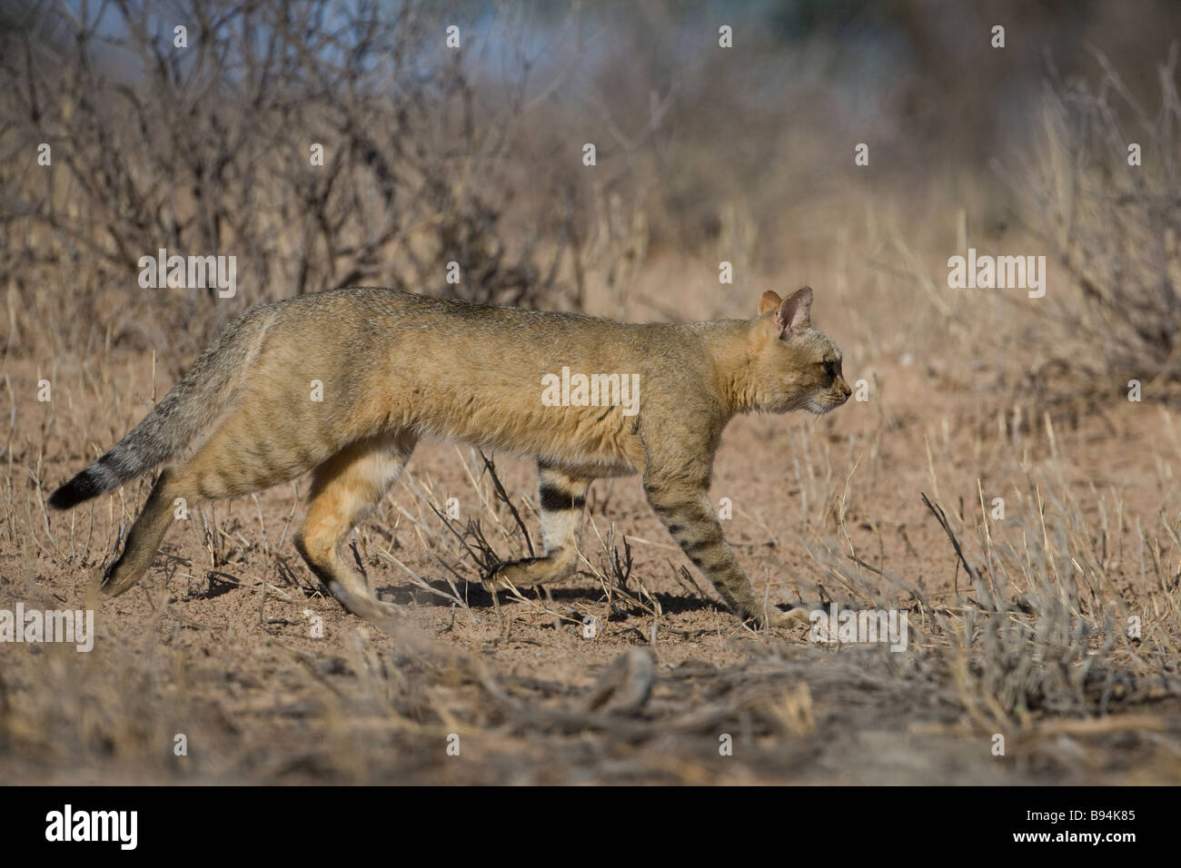 Afrikanische Wildkatze Felis Silvestris Lybica Kgalagadi Transfrontier Park in Südafrika Stockfoto